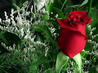 Best Romantic Valentine S Day Flowers 2017 Images Collection Fashion Cluba