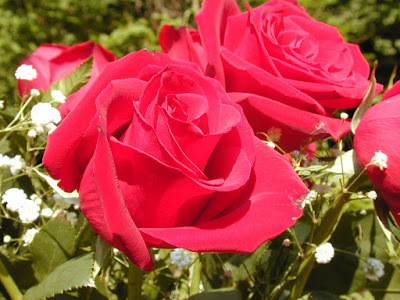 Lovely romantic valentines day flower wallpapers