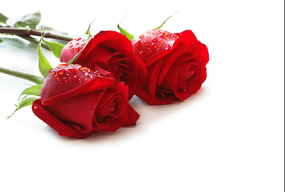 Red Rose Beautiful Wallpapers For Valentines Day