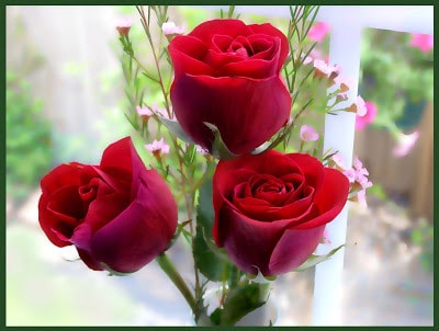 Romantic Red Rose Images For Valentines Day