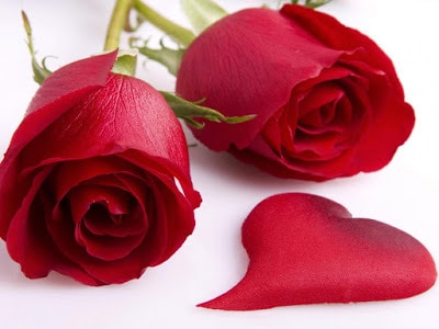 valentines day rose flower images for your girlfriend