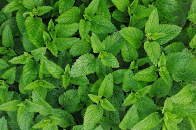 Impressive-Advantages-of-Mint-Leaves