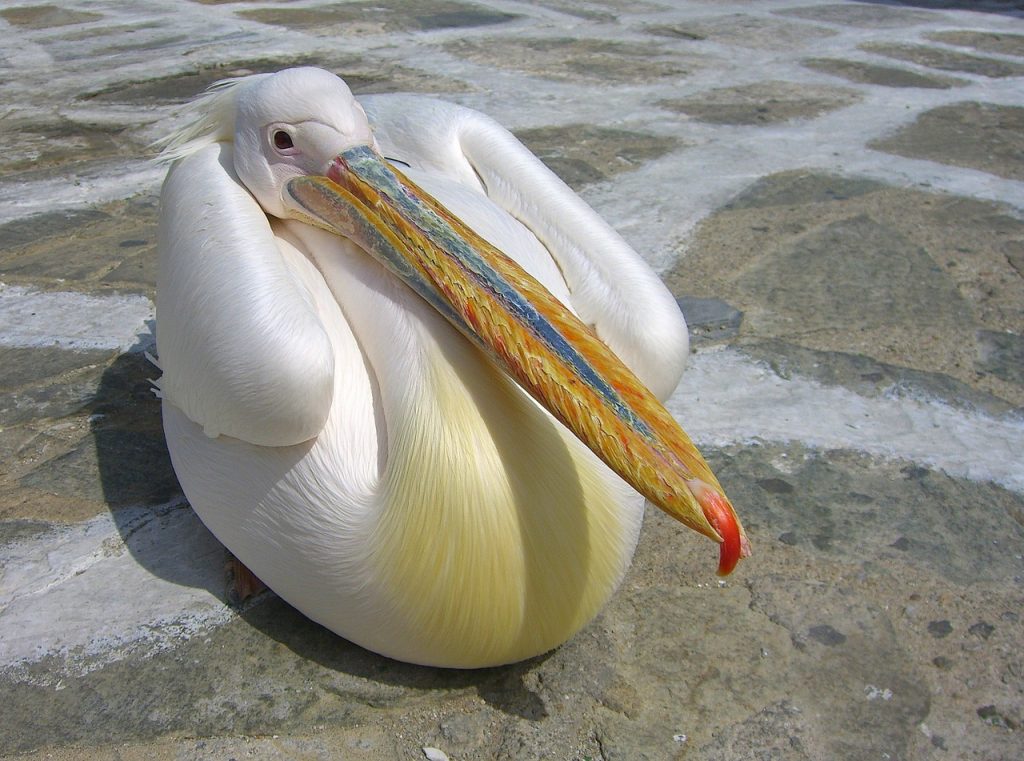 Pelicans in Mykonos